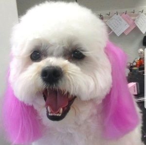 Meet your Posher, Laura